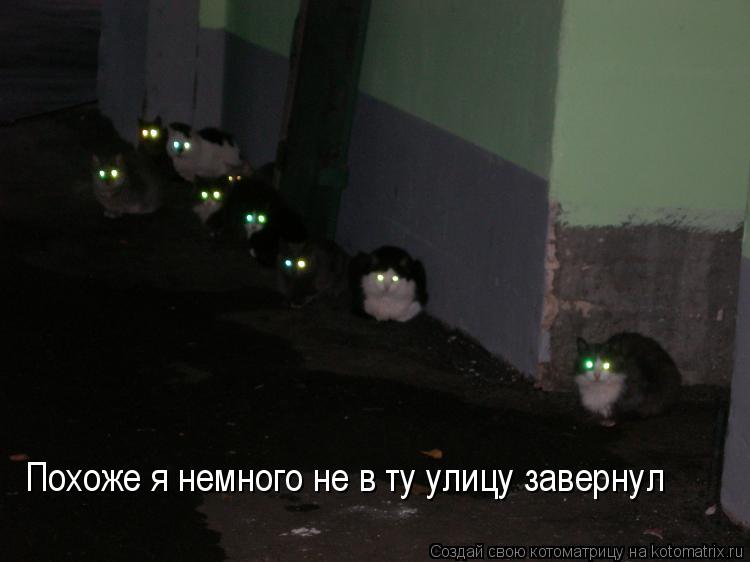 Похоже я немного не в ту улицу завернул... Котоматрица: Похоже я немного не в ту улицу завернул