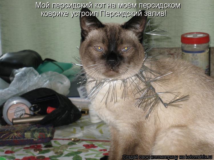 Мой персидский кот на моём персидском коврике устроил Персидский залив!... Котоматрица: Мой персидский кот на моём персидском коврике устроил Персидский залив!