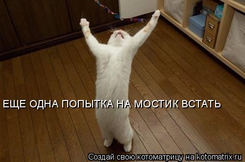 Котоматрица: ЕЩЕ ОДНА ПОПЫТКА НА МОСТИК ВСТАТЬ