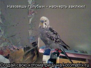 Котоматрица: Назовёшь голубым - насмерть заклюю!