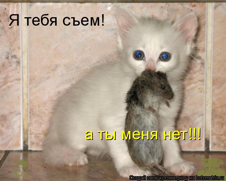 Котоматрица: Я тебя съем! а ты меня нет!!!