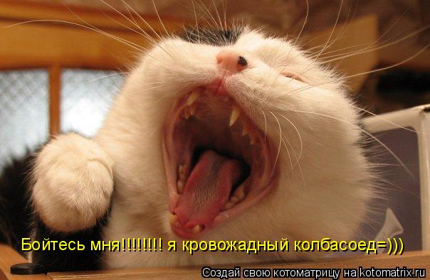 Котоматрица: Бойтесь мня!!!!!!!! я кровожадный колбасоед=)))