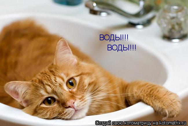 ВОДЫ!!! ВОДЫ!!!... Котоматрица: ВОДЫ!!! ВОДЫ!!!