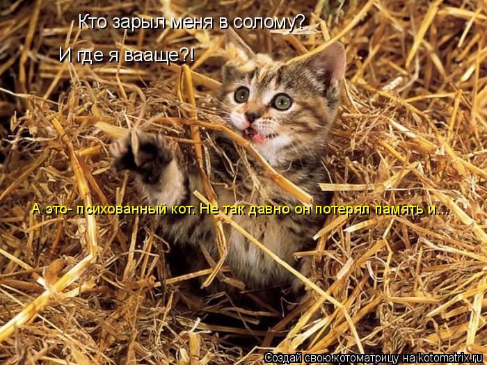 Котоматрица: Кто зарыл меня в солому? И где я вааще?! А это- психованный кот. Не так давно он потерял память и...