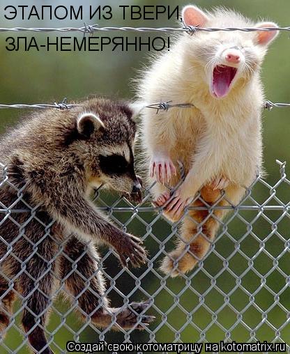 Котоматрица: ЭТАПОМ ИЗ ТВЕРИ , ЗЛА-НЕМЕРЯННО!