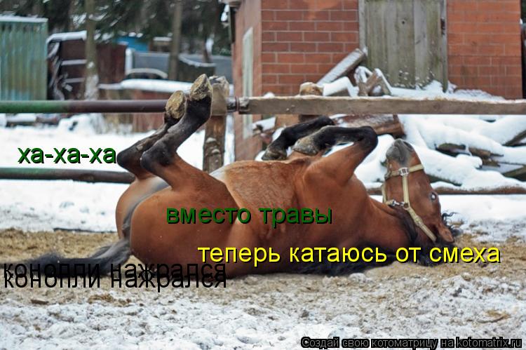 ха-ха-ха вместо травы конопли нажрался конопли нажрался теперь катаюсь от смеха... Котоматрица: ха-ха-ха вместо травы конопли нажрался конопли нажрался теперь катаюсь от смеха
