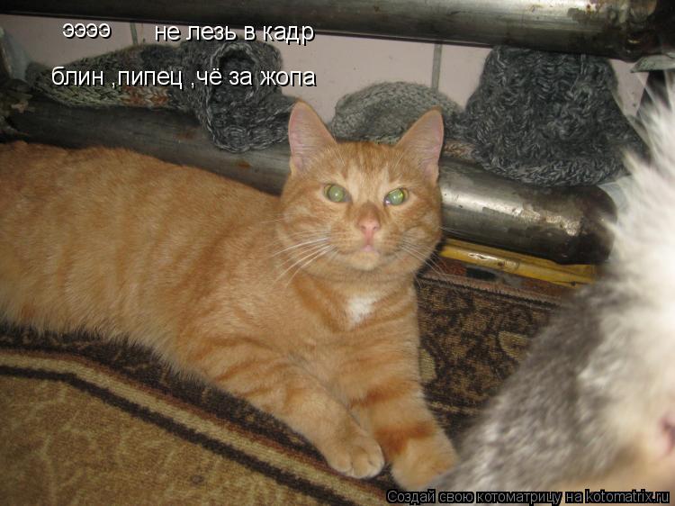 Котоматрица: ээээ не лезь в кадр блин ,пипец ,чё за жопа
