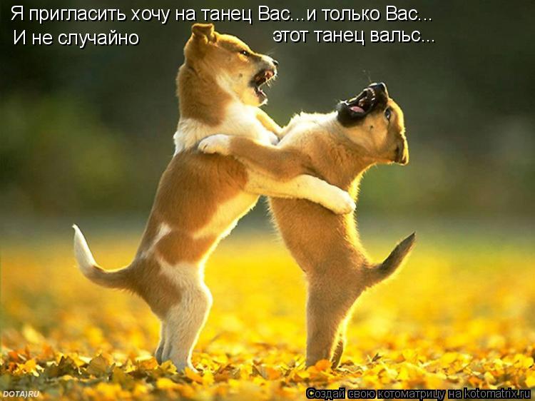 Котоматрица: Я пригласить хочу на танец Вас...и только Вас...  И не случайно                                     этот танец вальс...