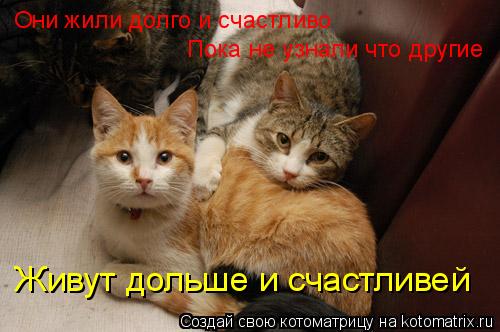 Котоматрица: Они жили долго и счастливо Пока не узнали что другие Живут дольше и счастливей