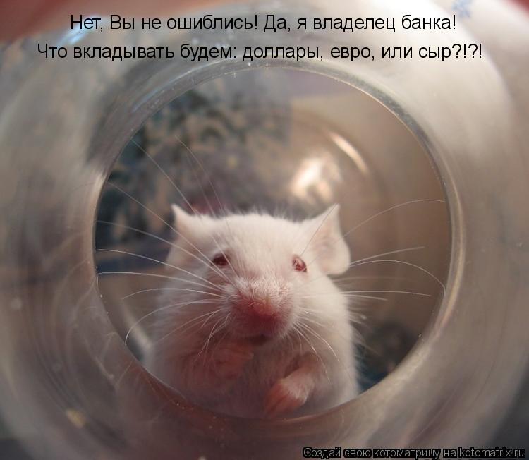 Котоматрица: Нет, Вы не ошиблись! Да, я владелец банка! Что вкладывать будем: доллары, евро, или сыр?!?!