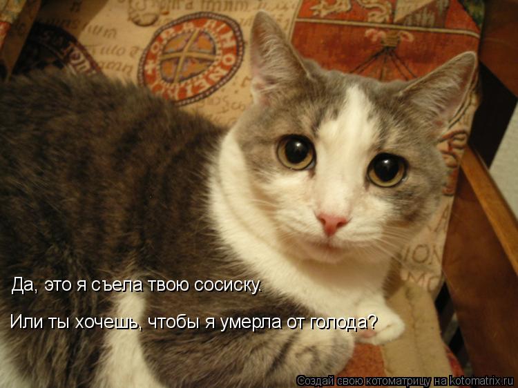Котоматрица: Да, это я съела твою сосиску. Или ты хочешь, чтобы я умерла от голода?