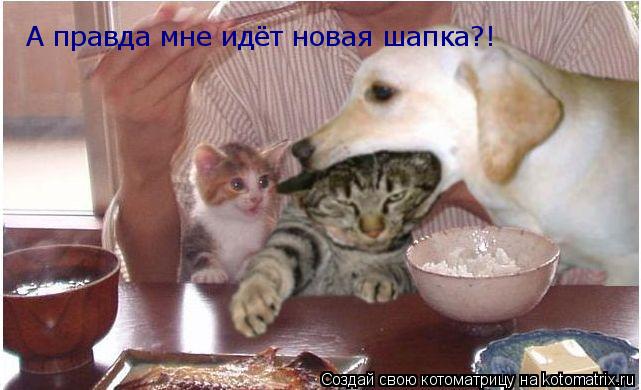 Котоматрица: А правда мне идёт новая шапка?! А правда мне идёт новая шапка?!