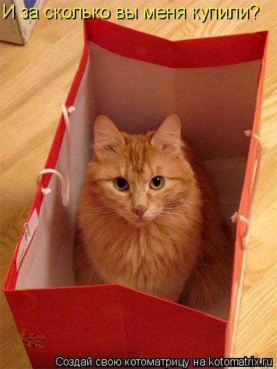 Котоматрица: И за сколько вы меня купили?
