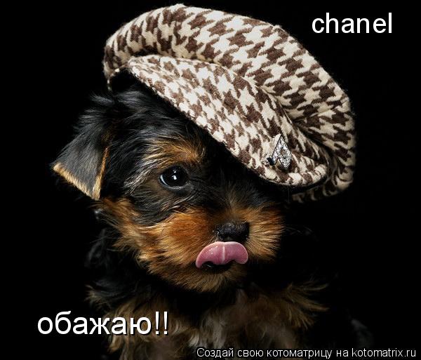 Котоматрица: chanel обажаю!!