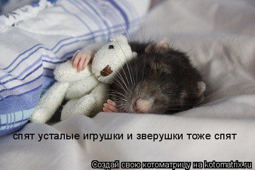 Котоматрица: спят усталые игрушки и зверушки тоже спят