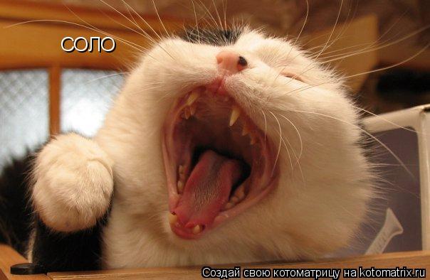 Котоматрица: СОЛО