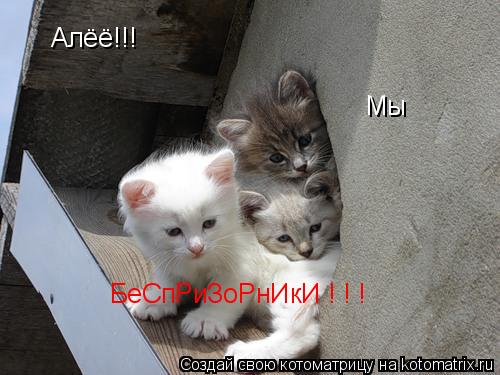 Котоматрица: Алёё!!! Мы БеСпРиЗоРнИкИ ! ! !