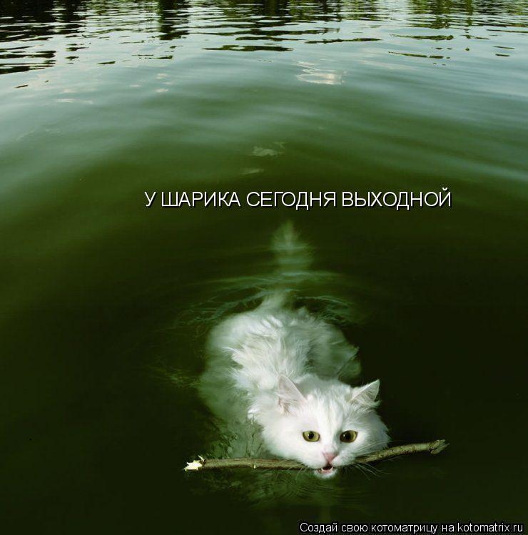 Котоматрица: У ШАРИКА СЕГОДНЯ ВЫХОДНОЙ
