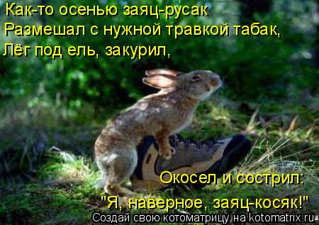 Котоматрица: Как-то осенью заяц-русак Размешал с нужной травкой табак, Лёг под ель, закурил, Окосел и сострил: "Я, наверное, заяц-косяк!"