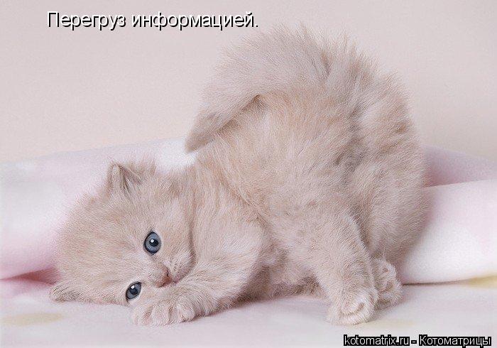 Котоматрица: Перегруз информацией.