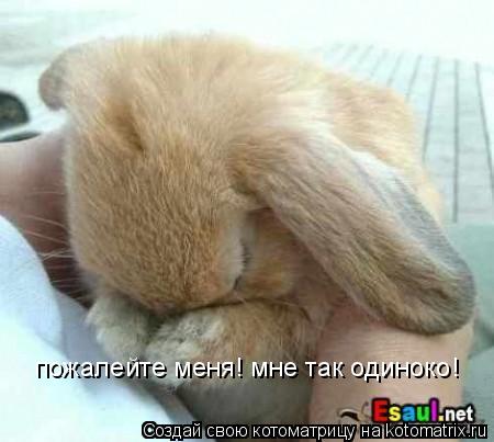 Котоматрица: пожалейте меня! мне так одиноко!
