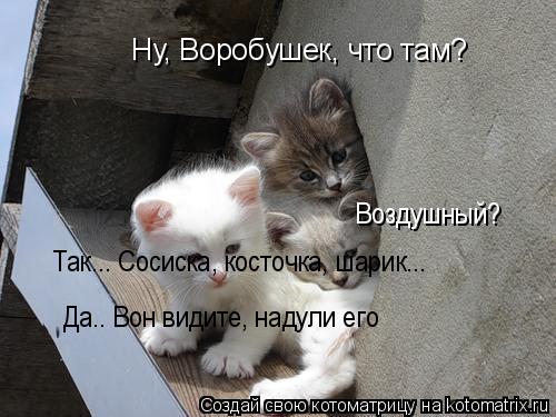Котоматрица: Ну, Воробушек, что там? Так... Сосиска, косточка, шарик... Воздушный? Да.. Вон видите, надули его