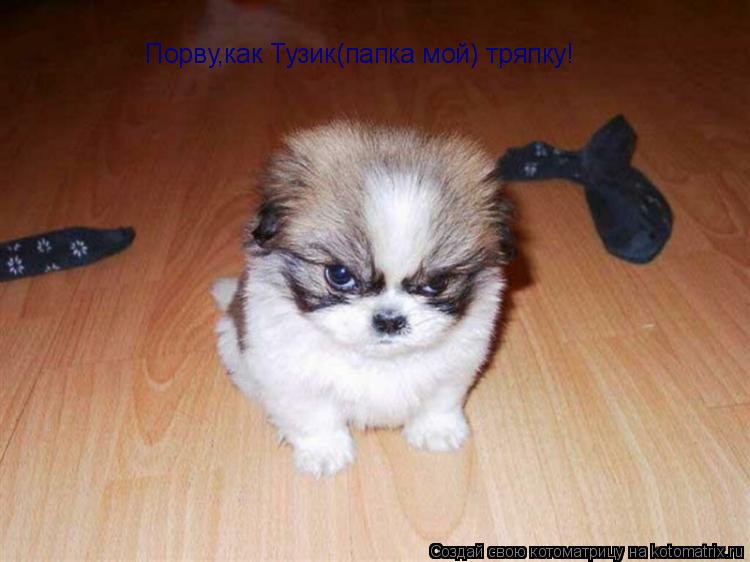 Котоматрица: Порву,как Тузик(папка мой) тряпку!