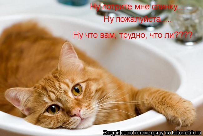 Котоматрица: Ну потрите мне спинку.... Ну что вам, трудно, что ли???? Ну пожалуйста.....