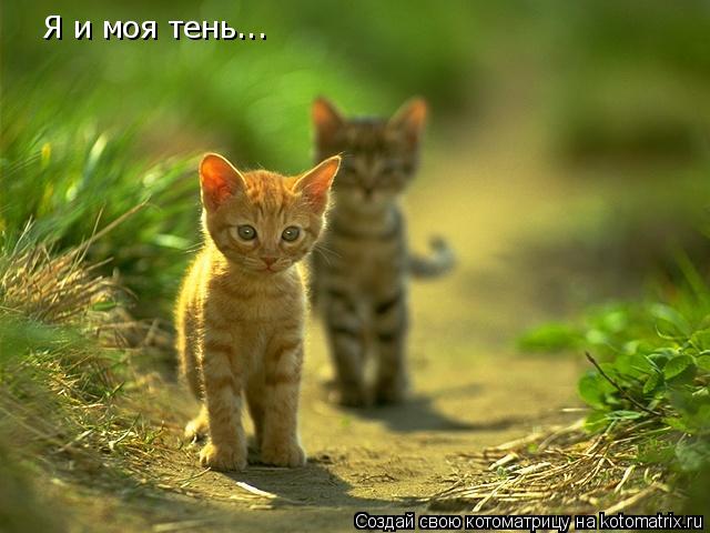 Котоматрица: Я и моя тень...