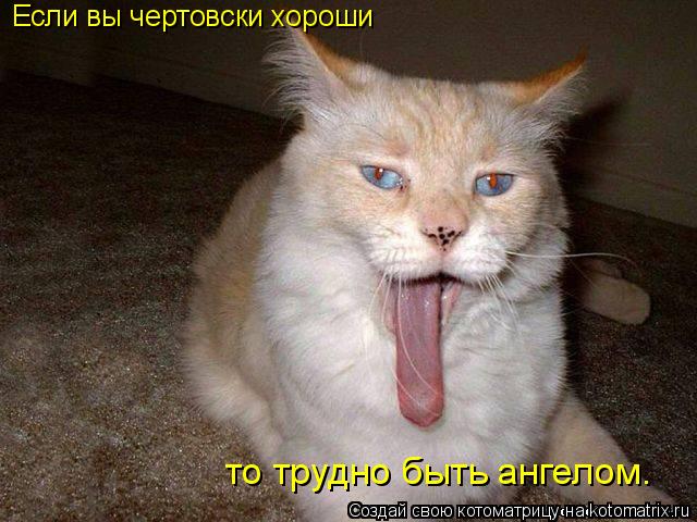 Котоматрица: Если вы чертовски хороши то трудно быть ангелом…
