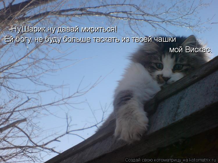 Котоматрица: -Ну,Шарик,ну давай мириться! Ей богу, не буду больше таскать из твоей чашки мой Вискас.