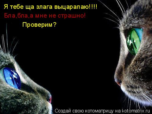 Котоматрица: Я тебе ща злага выцарапаю!!!! Бла,бла,а мне не страшно! Проверим?