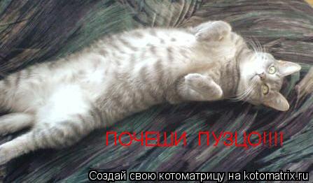 Котоматрица: ПОЧЕШИ  ПУЗЦО!!!!