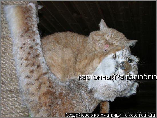 Котоматрица: картонный?а взлюблю