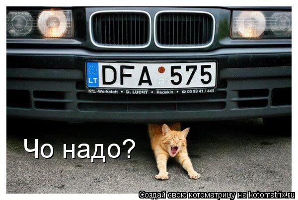 Котоматрица: Чо надо?