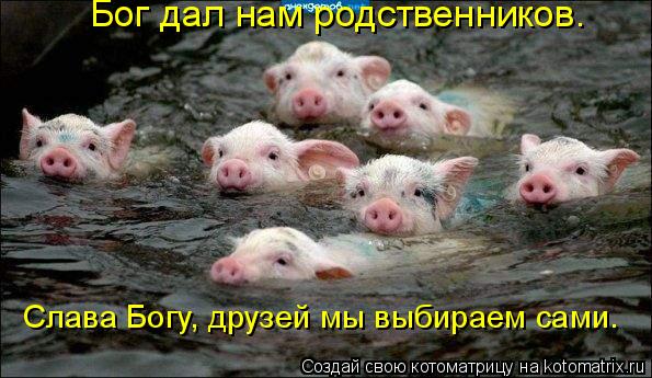 Котоматрица: Бог дал нам родственников.  Слава Богу, друзей мы выбираем сами.