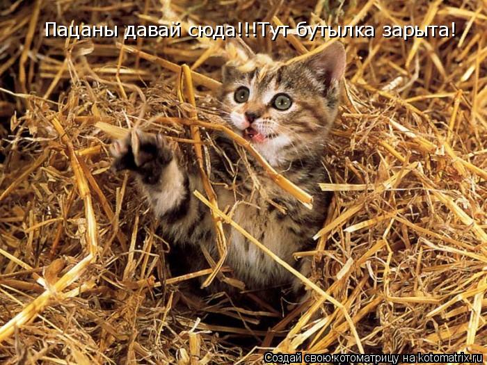 Пацаны давай сюда!!!Тут бутылка зарыта!... Котоматрица: Пацаны давай сюда!!!Тут бутылка зарыта!