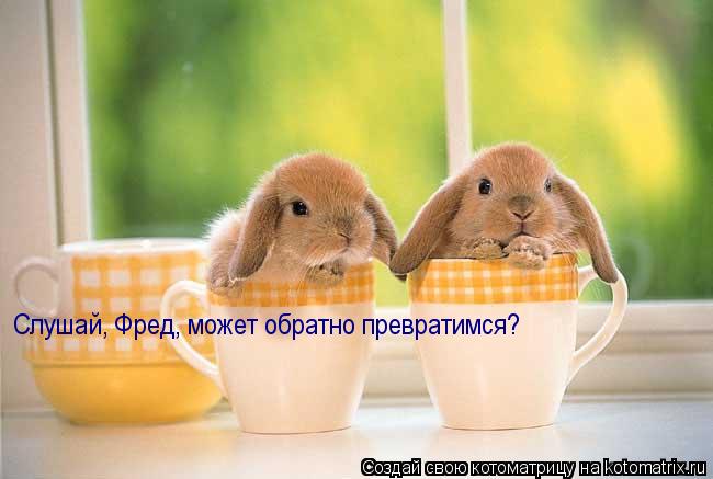 Слушай, Фред, может обратно превратимся?... Котоматрица: Слушай, Фред, может обратно превратимся?