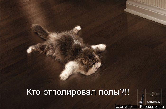 Котоматрица: Кто отполировал полы?!!