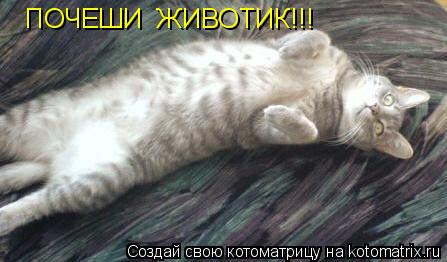 Котоматрица: ПОЧЕШИ  ЖИВОТИК!!!
