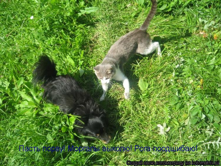 Пасть порву! Моргалы выколю! Рога поодшибаю!... Котоматрица: Пасть порву! Моргалы выколю! Рога поодшибаю!