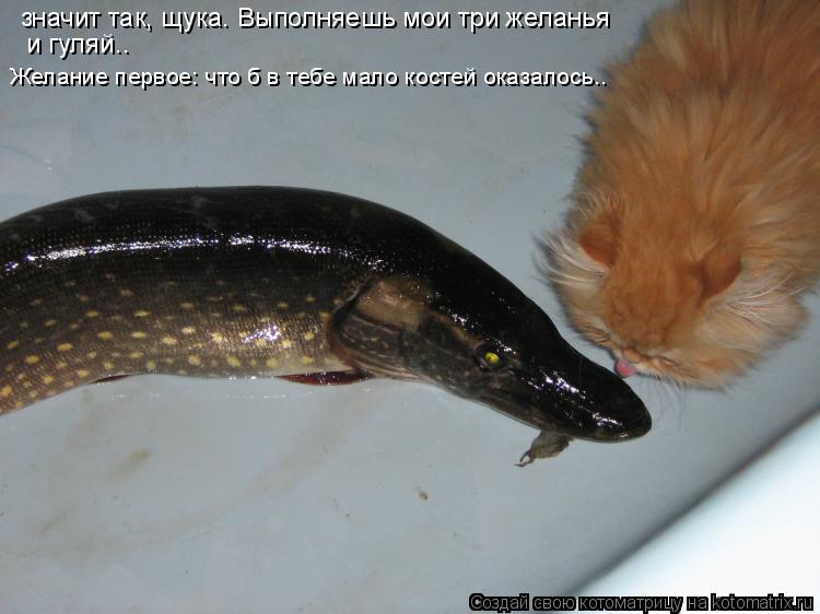 значит так, щука. Выполняешь мои три желанья и гуляй.. Желание первое: что б в тебе мало костей оказ... Котоматрица: значит так, щука. Выполняешь мои три желанья и гуляй.. Желание первое: что б в тебе мало костей оказалось..