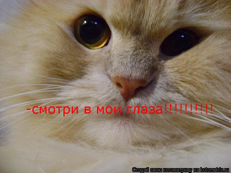 -смотри в мои глаза!!!!!!!!!!... Котоматрица: -смотри в мои глаза!!!!!!!!!!