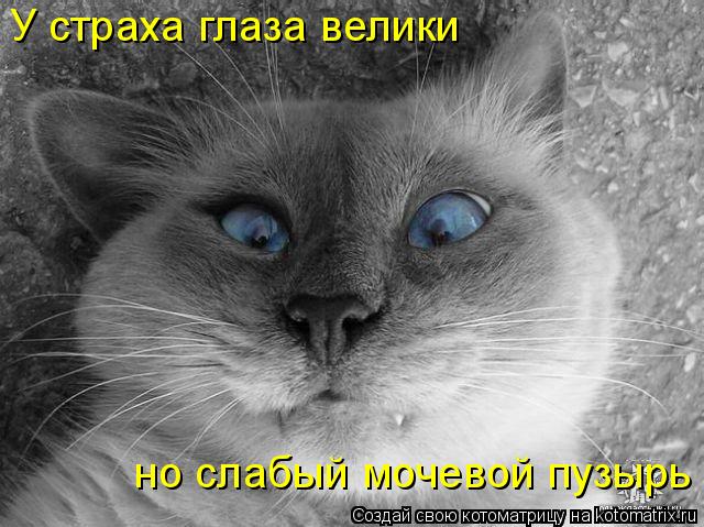 Котоматрица: У страха глаза велики  но слабый мочевой пузырь