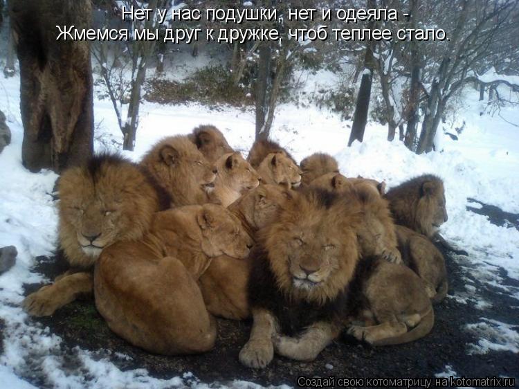 Котоматрица: Нет у нас подушки, нет и одеяла -  Жмемся мы друг к дружке, чтоб теплее стало.