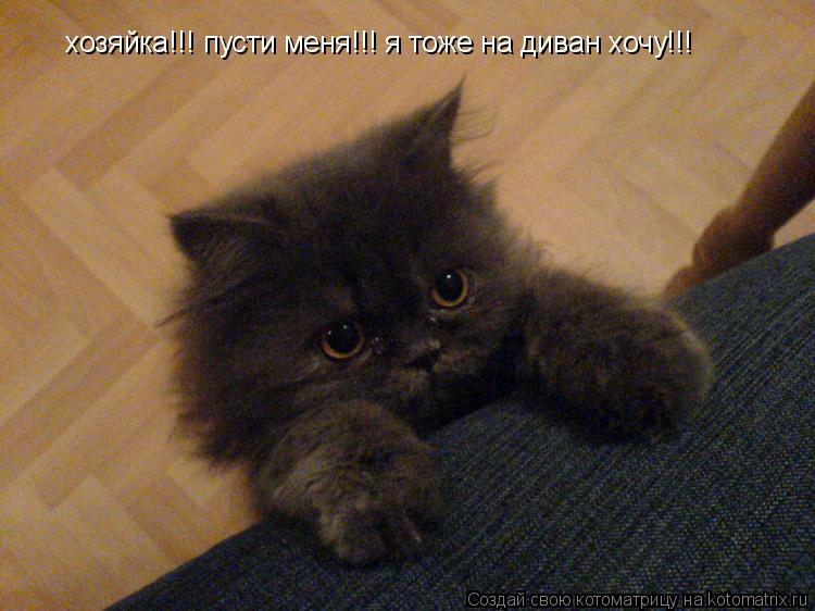 Котоматрица: хозяйка!!! пусти меня!!! я тоже на диван хочу!!!