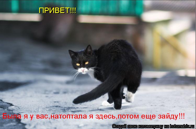Была я у вас,натоптала я здесь,потом еще зайду!!! ПРИВЕТ!!!... Котоматрица: Была я у вас,натоптала я здесь,потом еще зайду!!! ПРИВЕТ!!!
