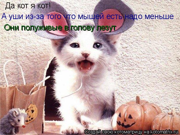 Котоматрица: Да кот я кот! А уши из-за того что мышей есть надо меньше Они полуживые в голову лезут