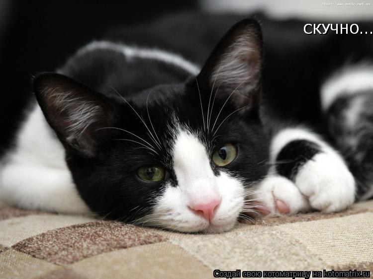 СКУЧНО...... СКУЧНО......... Котоматрица: СКУЧНО...... СКУЧНО......