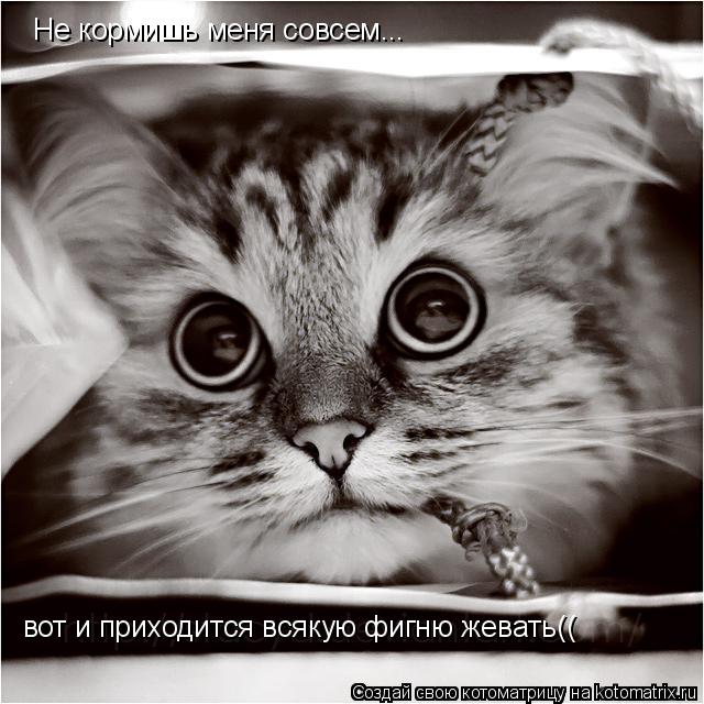 Котоматрица: Не кормишь меня совсем...  вот и приходится всякую фигню жевать((